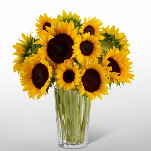 Girasoles